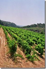 viñedo Spain